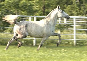Andalusian / PRE (Andalusian / PRE, Mare) in Mildred, TX