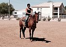 - Mare in Glendale, AZ - Mare in Glendale, AZ