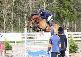 6 YO Gelding (Chacco Blue X Griseldi L) Chacco Blue X Griseldi L