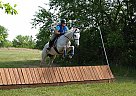 Hunter/Jumper/Eventer/Dressage M... Thoroughbred Mare