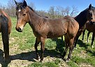 Quarter Horse - Horse for Sale in West Newton, PA 15089