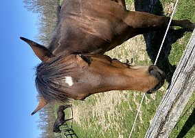 Quarter Horse (Quarter Horse, Stallion) in West Newton, PA