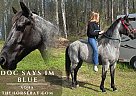 Quarter Horse - Horse for Sale in Huger, SC 29450 Quarter Horse - Horse for Sale in Huger, SC 29450