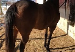 Quarter Horse (Quarter Horse, Mare) in Richland Center, WI