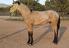 Andalusian - Horse for Sale in Acton, CA 93510 Andalusian - Horse for Sale in Acton, CA 93510