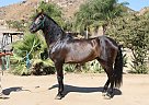 Andalusian - Horse for Sale in Canyon Country, CA 91387