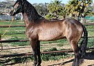 Andalusian - Horse for Sale in Canyon Country, CA 91387