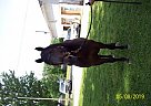 Quarter Horse - Horse for Sale in Louisville, KY 40272
