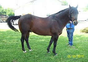 Quarter Horse (Quarter Horse, Stallion) in Louisville, KY
