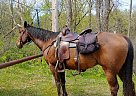 Buddy - Gelding in Faribault, MN Buddy - Gelding in Faribault, MN