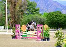 Warmblood - Horse for Sale in Thousand Oaks, CA 91360 Warmblood - Horse for Sale in Thousand Oaks, CA 91360