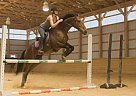 Elijah - Gelding in Shippensburg, PA Elijah - Gelding in Shippensburg, PA