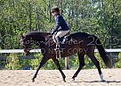Dutch Warmblood - Horse for Sale in St .catherines , ON L8E 5L