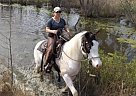 Paint - Horse for Sale in Stephensport, KY 40170 Paint - Horse for Sale in Stephensport, KY 40170