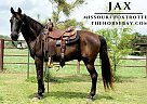 Missouri Fox Trotter - Horse for Sale in Summersville, MO 65561 Missouri Fox Trotter - Horse for Sale in Summersville, MO 65561