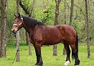 Palomino - Horse for Sale in Honolulu, HI 96813 Palomino - Horse for Sale in Honolulu, HI 96813