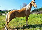 Tennessee Walking - Horse for Sale in Los Angeles, CA 90012