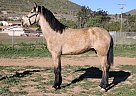 Andalusian - Horse for Sale in Acton, CA 93510