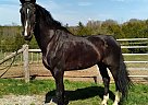 Draft - Horse for Sale in EdenValley, ON l0l2k0