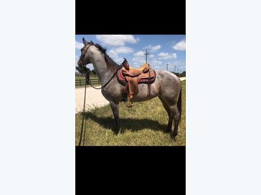 QH Mare
