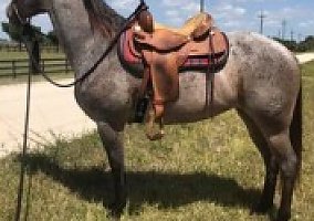 Quarter Horse (Quarter Horse, Mare) in Vero Beach, FL