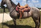 Quarter Horse - Horse for Sale in Vero Beach, FL 32960
