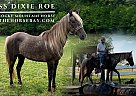 Rocky Mountain - Horse for Sale in Strunk, KY 42629 Rocky Mountain - Horse for Sale in Strunk, KY 42629