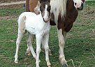 Miniature - Horse for Sale in Dundee, NY 14837 Miniature - Horse for Sale in Dundee, NY 14837