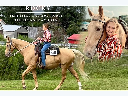 Tennessee Walking Gelding