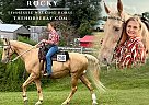 Tennessee Walking - Horse for Sale in Berea, KY 40403 Tennessee Walking - Horse for Sale in Berea, KY 40403