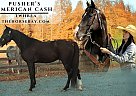 Tennessee Walking - Horse for Sale in Paron, AR 72122 Tennessee Walking - Horse for Sale in Paron, AR 72122