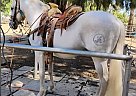 Andalusian - Horse for Sale in Canyon, CA 91351 Andalusian - Horse for Sale in Canyon, CA 91351