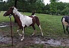 Pretty Little Spotted Saddle Mar... Roxie