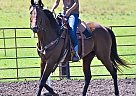 Thoroughbred Gelding Thoroughbred Gelding