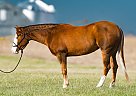 Quarter Horse - Horse for Sale in Houston, TX 77014 Quarter Horse - Horse for Sale in Houston, TX 77014