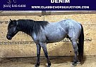 Quarter Horse - Horse for Sale in Sebree, KY 42455