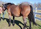 Bay roan - Gelding in Bemidji, MN Bay roan - Gelding in Bemidji, MN