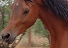 Arabian - Horse for Sale in Sierra Vista, AZ 85650