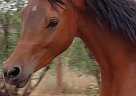 Arabian - Horse for Sale in Sierra Vista, AZ 85650 Arabian - Horse for Sale in Sierra Vista, AZ 85650