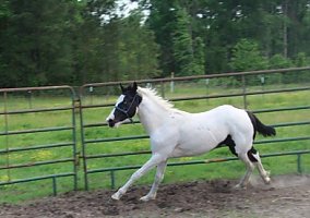 Double reg Breeders Trust Colt Zues
