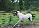 Double reg Breeders Trust Colt Zues