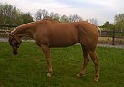 Quarter Horse - Horse for Sale in Wernersville, PA 19565