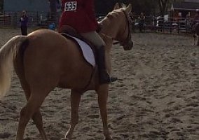 Quarter Horse (Quarter Horse, Gelding) in Wernersville, PA