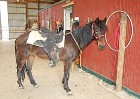 Paso Fino (Paso Fino, Stallion) in Eaton, OH