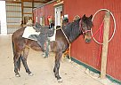 Paso Fino - Horse for Sale in Eaton, OH 45320