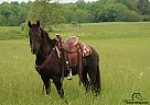 Friesian - Horse for Sale in Tompkinsville, KY 42167 Friesian - Horse for Sale in Tompkinsville, KY 42167