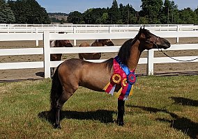 Futurity Nominated Gelding VFM Talismans Tyme Traveler