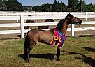 Miniature Gelding for Sale in Hillsboro, Oregon Miniature Gelding for Sale in Hillsboro, Oregon