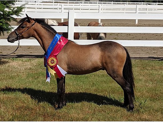 Futurity Nominated Gelding(Sold)