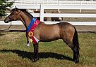 Miniature - Horse for Sale in Hillsboro, OR 97123